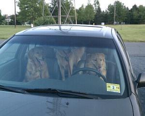 Puppies in car